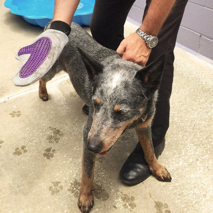 White Magic Grooming Glove 1 Pack