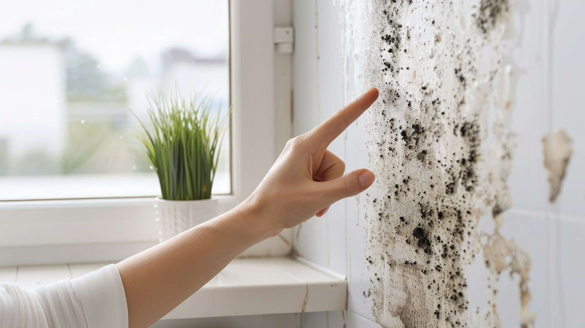 Natural ways to remove mould