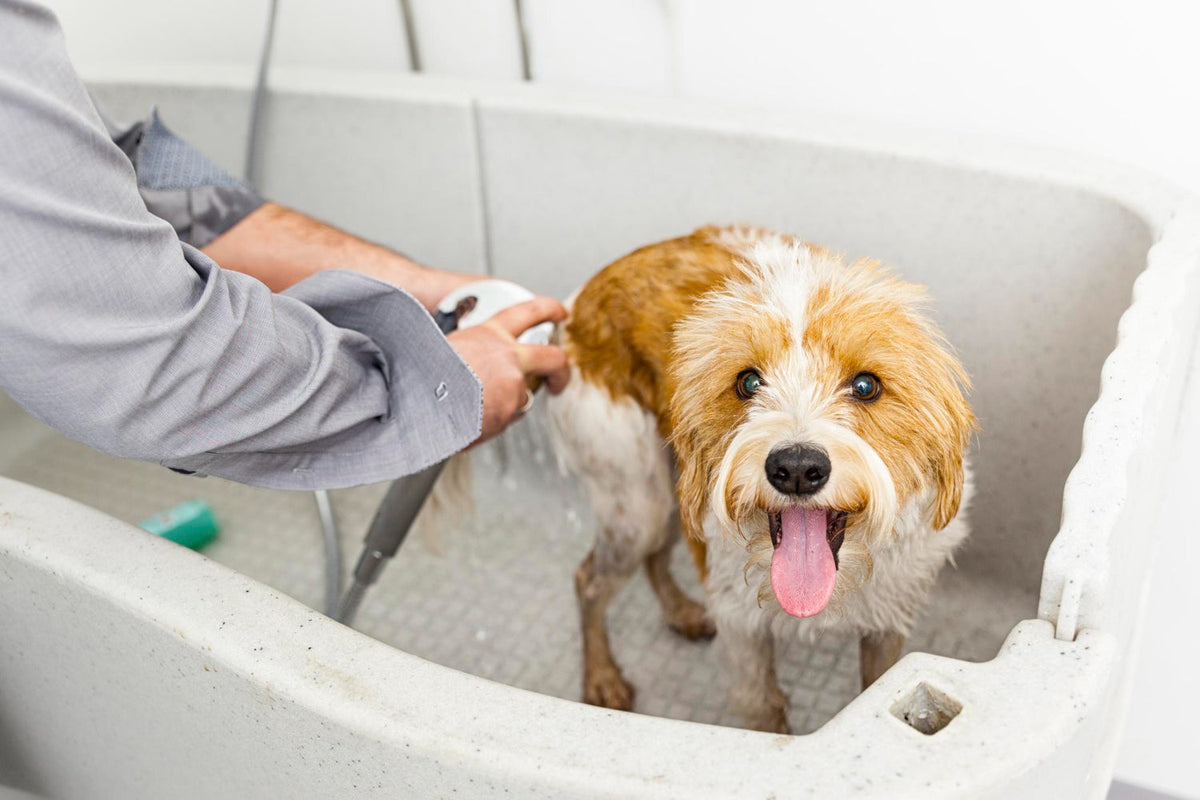 Dog being bathed in a grooming tub, with a person rinsing its coat; the dog looks happy with its tongue out.
