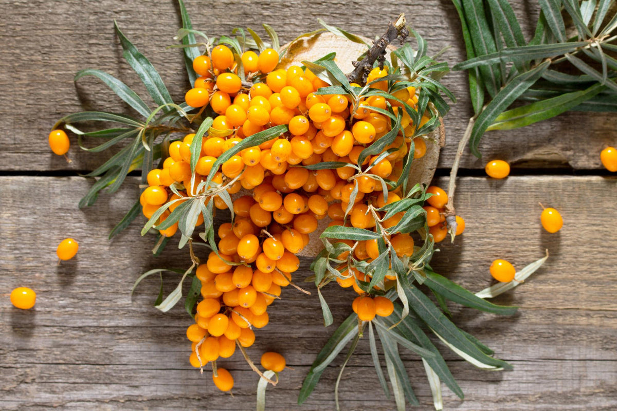 Sea Buckthorn: The Bright Orange Superfruit for Skin, Heart & Hormones