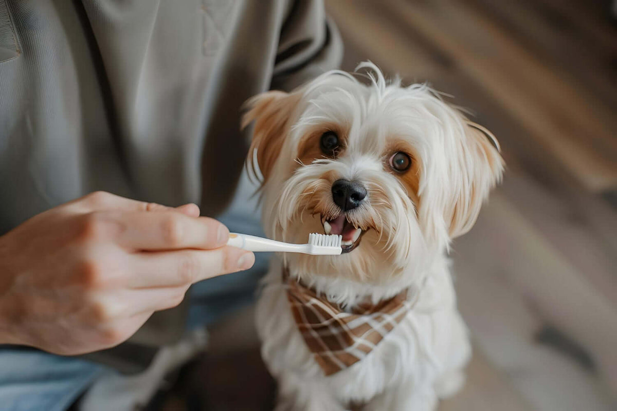 Dog Dental Care in Australia: Sticks, Toothpaste & Seaweed Guide
