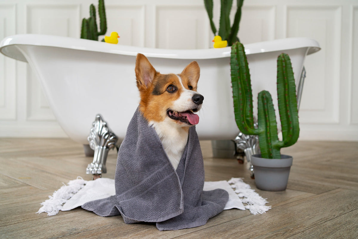 Happy dog wrapped in a towel after a natural grooming bath in a clean, eco-friendly bathroom setting.