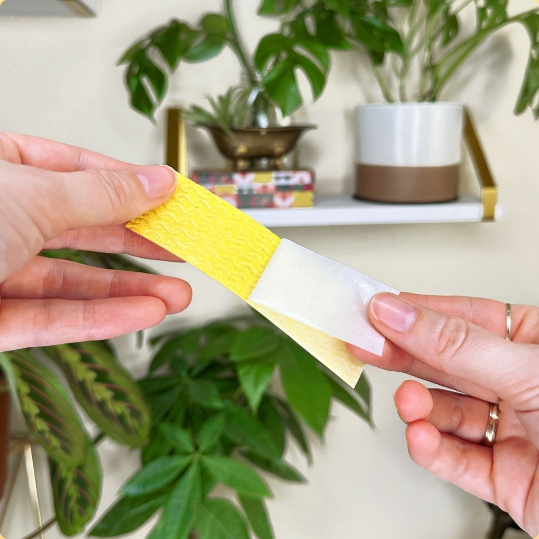 We The Wild pest trap demonstration: peeling the protective film from a sticky strip