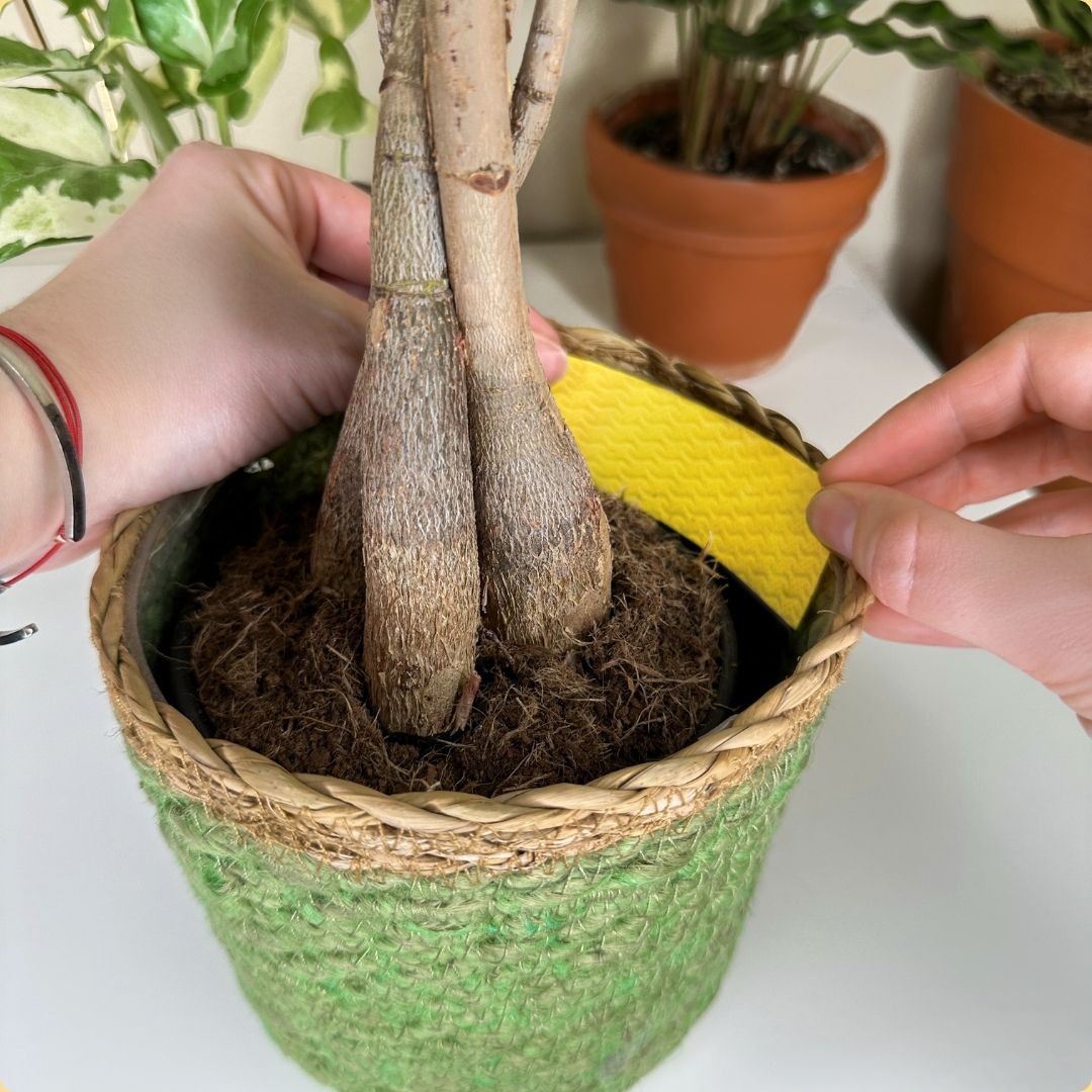 We The Wild pest trap demonstration: positioning the strip inside a plant pot rim